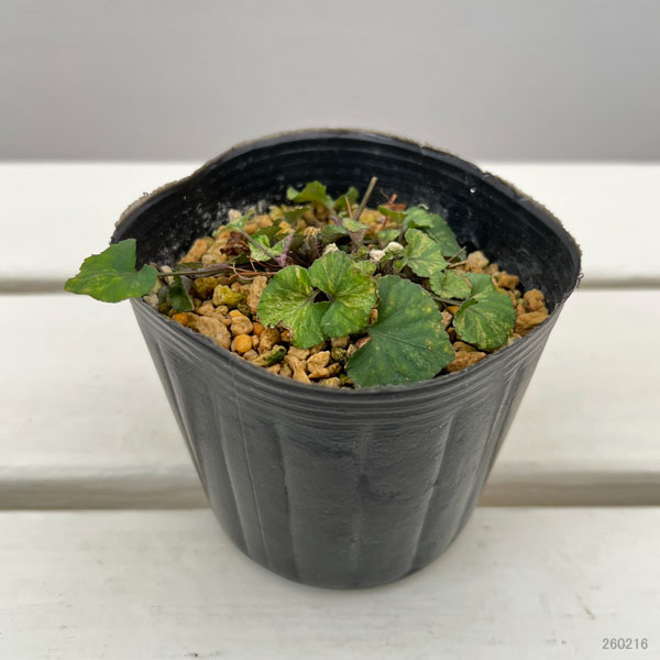 スミレ：タチツボスミレ 斑入り 3号ポット