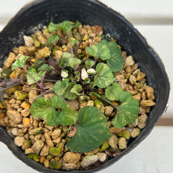 スミレ：タチツボスミレ 斑入り 3号ポット