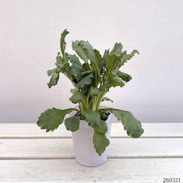 スカビオサ：ボンボンスクープ ティーベリー3-3.5号ポット