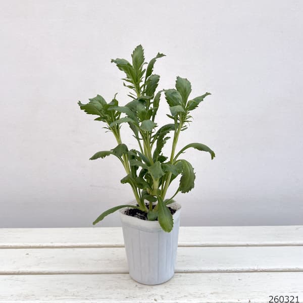 スカビオサ：スクープ ココナッツ-3.5号ポット 3株セット