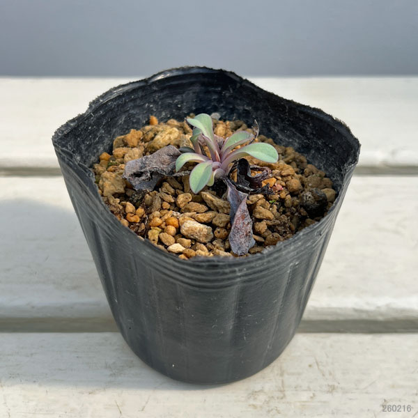 メルテンシア：マリテマ（マリティマ）3号ポット