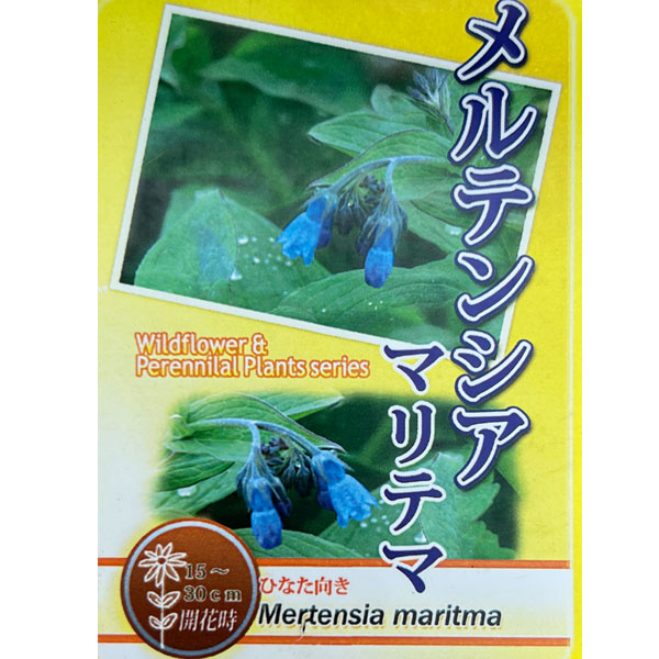 メルテンシア：マリテマ（マリティマ）3号ポット