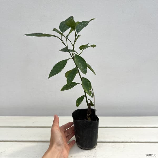 ミカン：温州みかん みやがわわせ（宮川早生）3号ポット