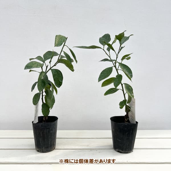 ミカン：温州みかん みやがわわせ（宮川早生）3号ポット