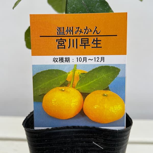 ミカン：温州みかん みやがわわせ（宮川早生）3号ポット