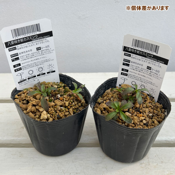 カスミソウ：八重咲き姫カスミソウ3号ポット