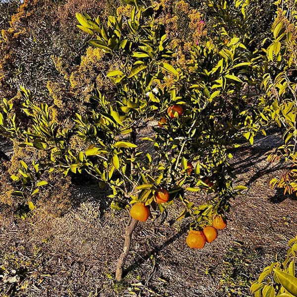 デコポン(不知火)3号ポット