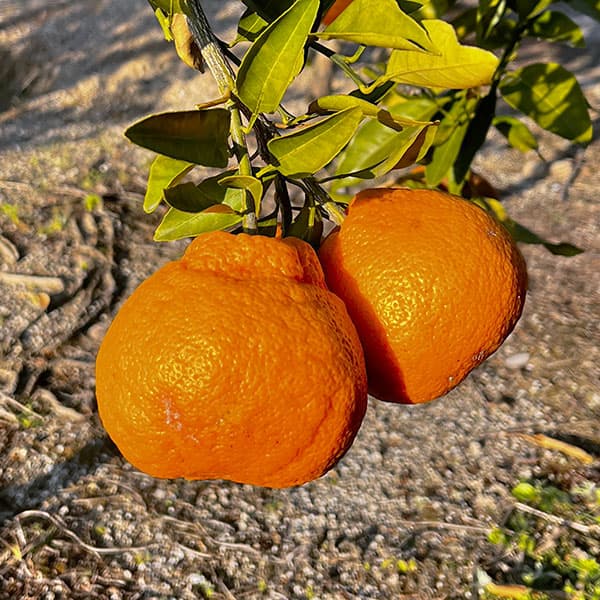 デコポン(不知火)3号ポット