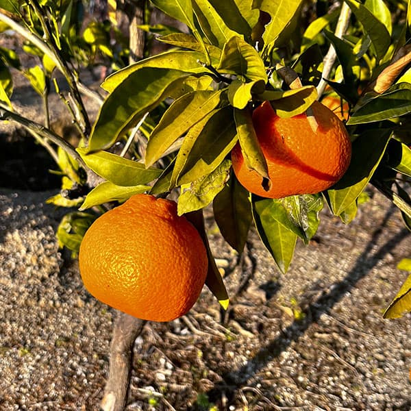 デコポン(不知火)3号ポット