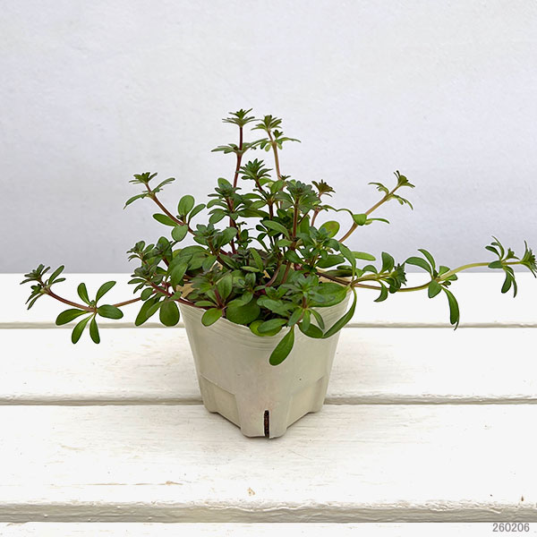 アスペルラ(タマクルマバソウ):オリエンタリスブルー3号ポット