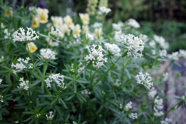 アスペルラ（タマクルマバソウ）：オリエンタリスホワイト3号ポット