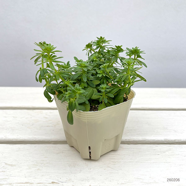 アスペルラ（タマクルマバソウ）：オリエンタリスホワイト3号ポット