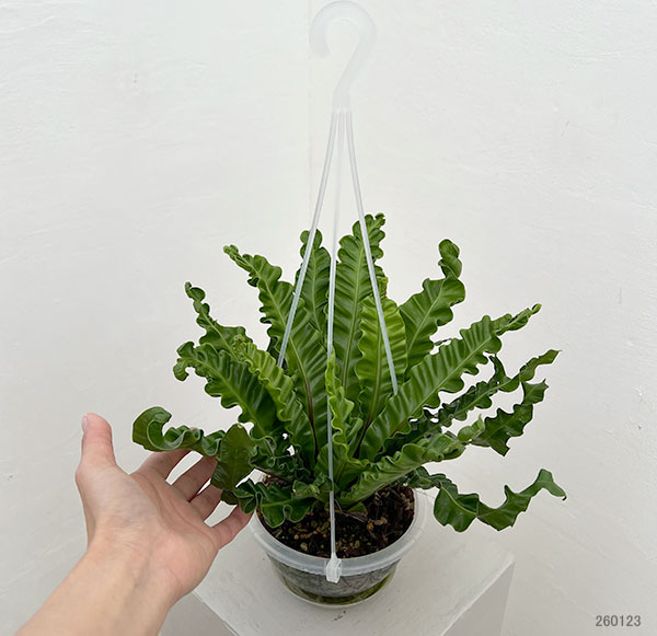 アスプレニウム：アカキ5号吊り鉢（ネガミエルエアー）