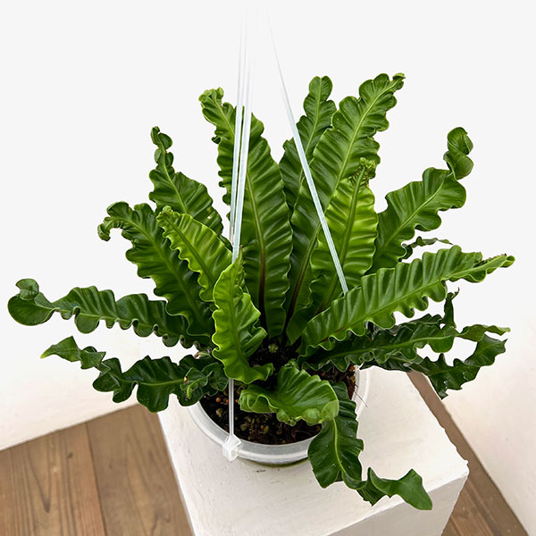 アスプレニウム：アカキ5号吊り鉢（ネガミエルエアー）