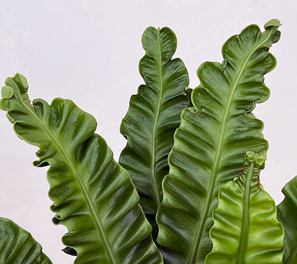 アスプレニウム：アカキ5号吊り鉢（ネガミエルエアー）