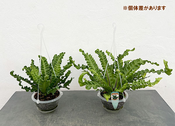 アスプレニウム：アカキ5号吊り鉢（ネガミエルエアー）