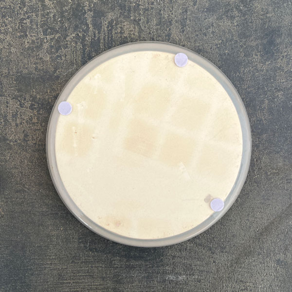 クリスマスローズ専用鉢：Rose de Noel Parfaite（グレー）　Lサイズ（7号）・皿付