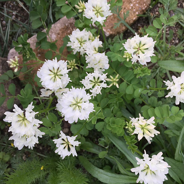 レンゲソウ：白花3号ポット