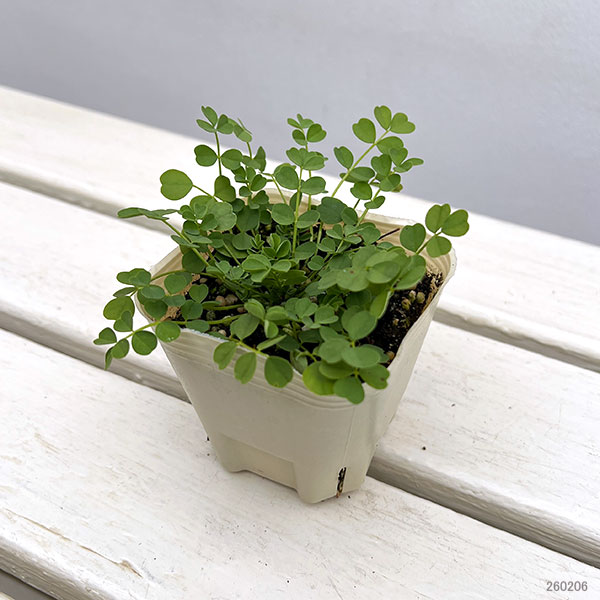 レンゲソウ：白花3号ポット