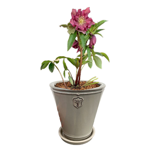 クリスマスローズ専用鉢：Rose de Noel Parfaite（グレー）　Mサイズ（5号）・皿付