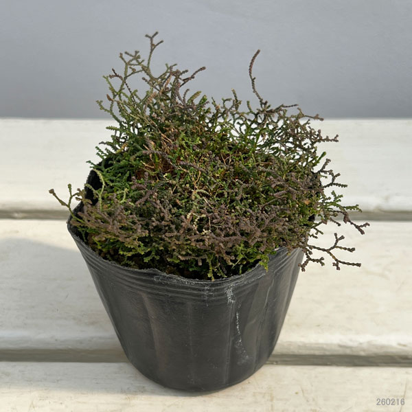 ハリガネカズラ（針金かずら）