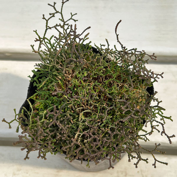 ハリガネカズラ（針金かずら）