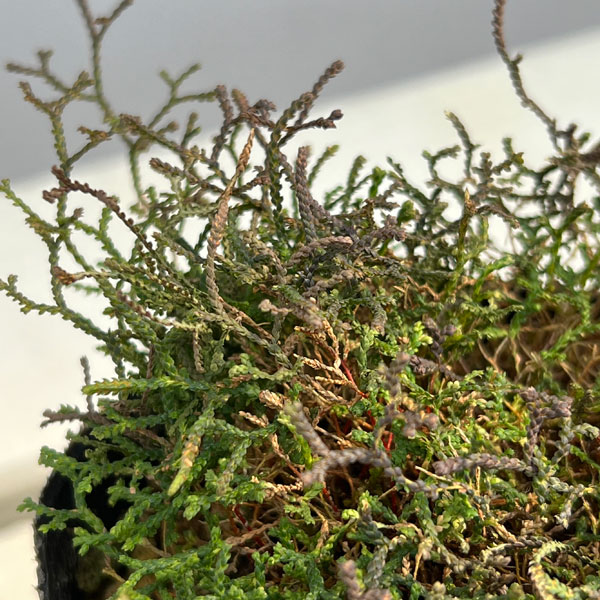 ハリガネカズラ（針金かずら）