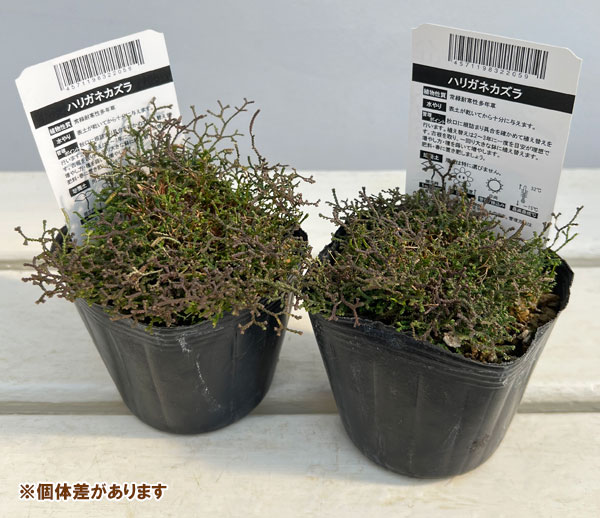 ハリガネカズラ（針金かずら）