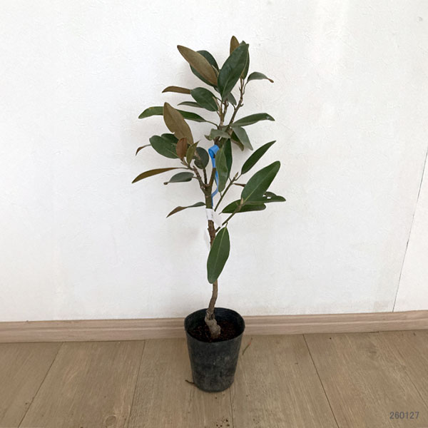 タイサンボク:アルタ4号ポット