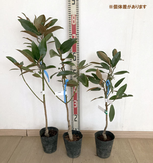 タイサンボク:アルタ4号ポット