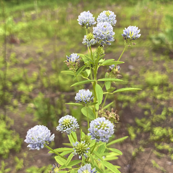 ブルーフェヌグリーク3号ポット