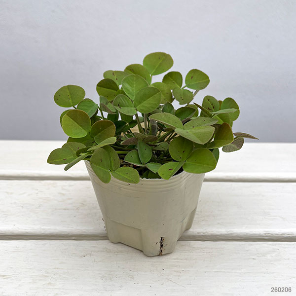 ブルーフェヌグリーク3号ポット