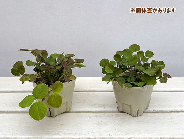 ブルーフェヌグリーク3号ポット