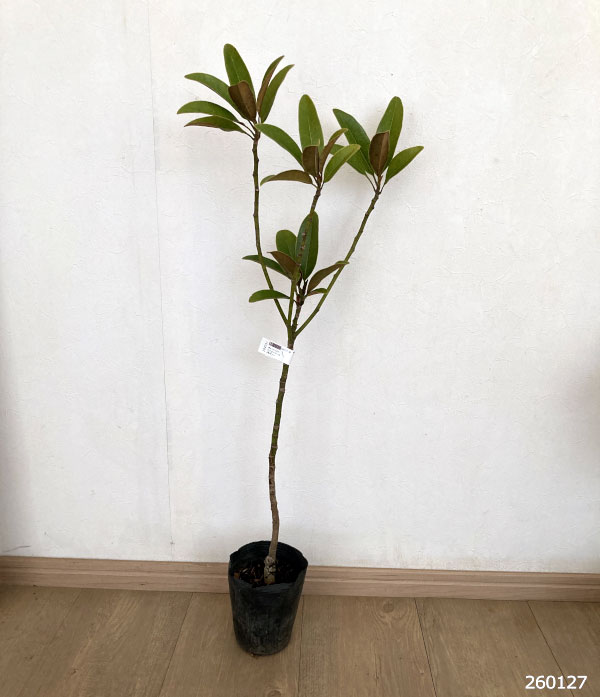 タイサンボク：ベイビードール4号ポット