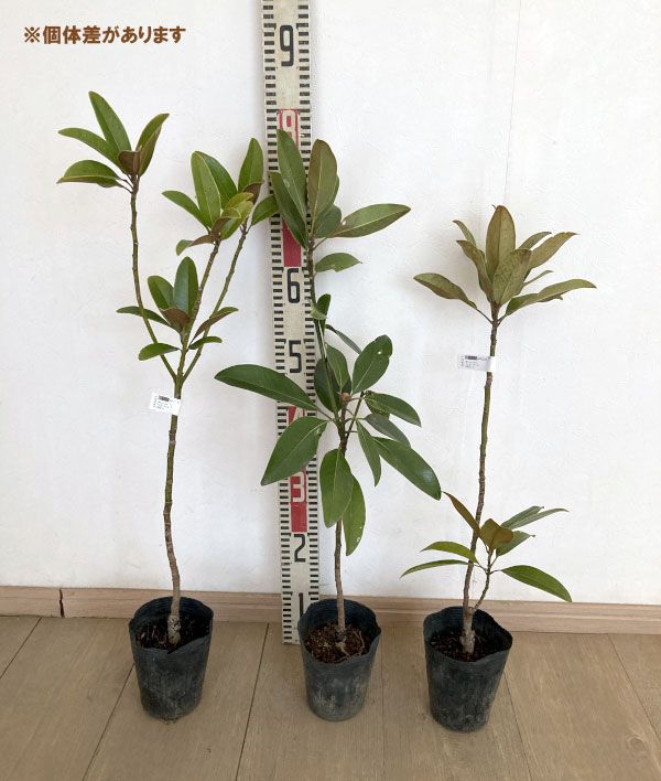 タイサンボク：ベイビードール4号ポット