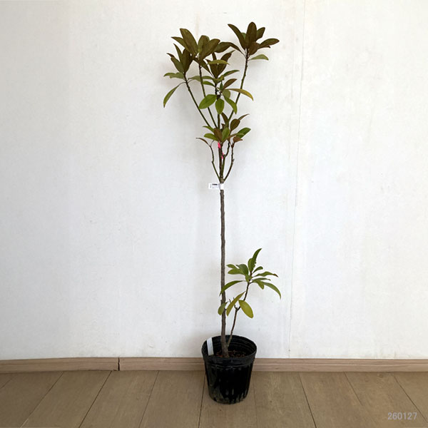 タイサンボク：ベイビードール6号ポット