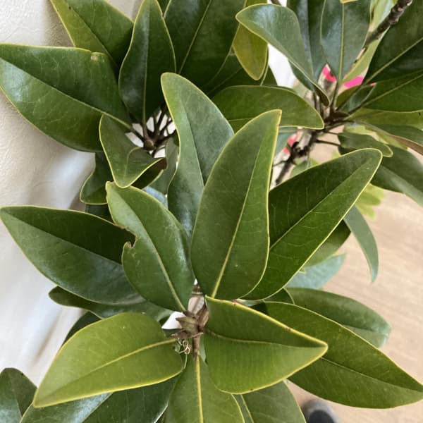 タイサンボク：ベイビードール6号ポット