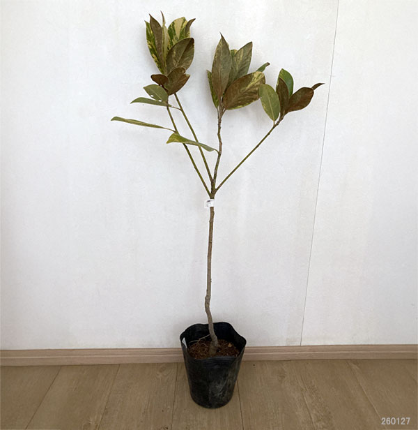 タイサンボク：斑入り6号ポット