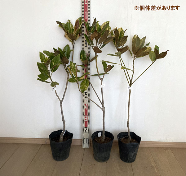 タイサンボク：斑入り6号ポット