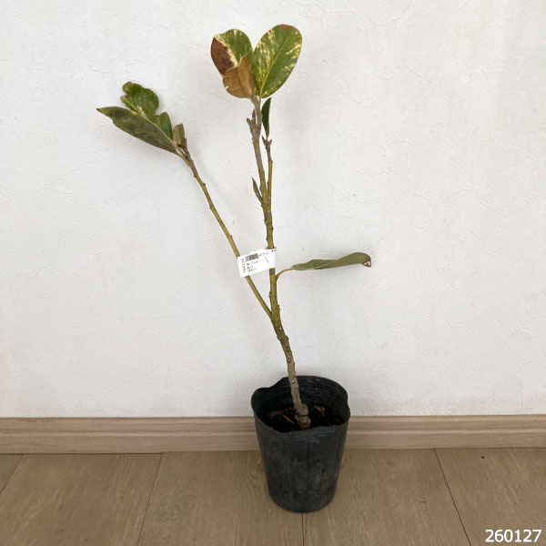 タイサンボク：斑入り4号ポット