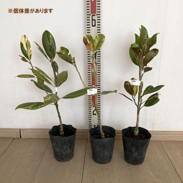 タイサンボク：斑入り4号ポット