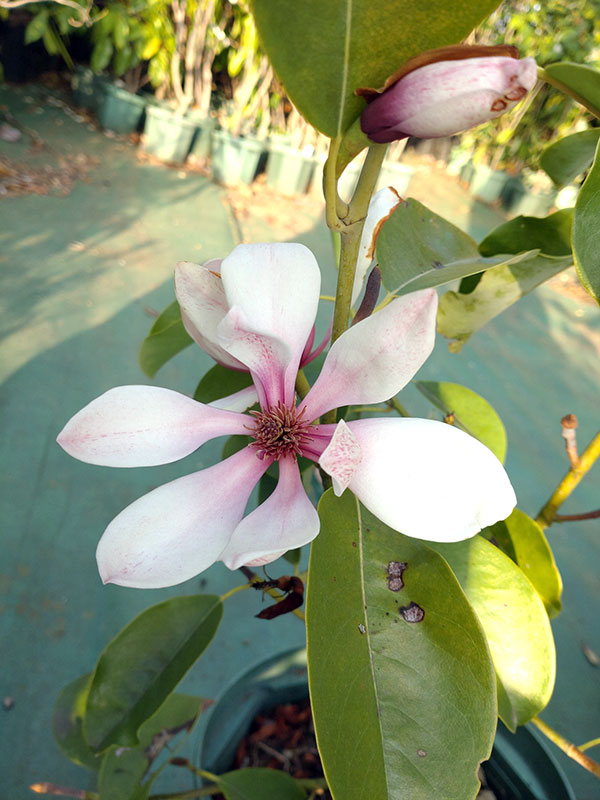 ミヤマガンショウ（深山含笑・ミケリア）：桃源（トウゲン）4号ポット