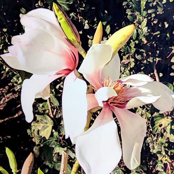 ミヤマガンショウ（深山含笑・ミケリア）：桃源（トウゲン）4号ポット