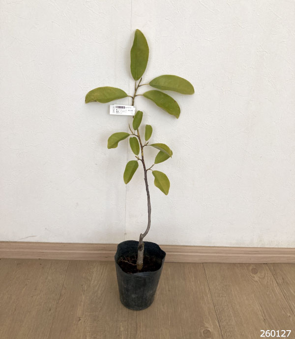 ミヤマガンショウ（深山含笑・ミケリア）：桃源（トウゲン）4号ポット