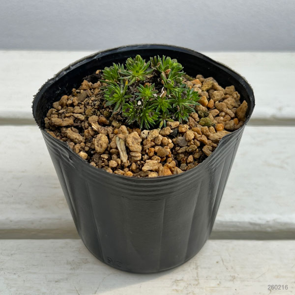 ナズナ：ハリイヌナズナ3号ポット