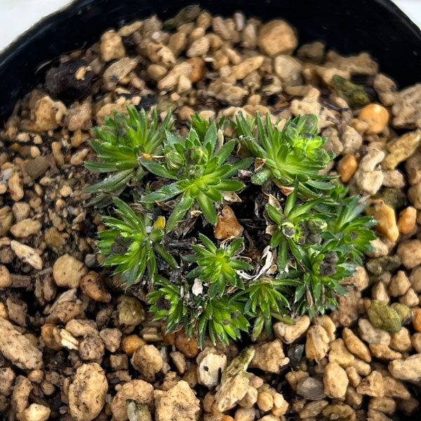 ナズナ：ハリイヌナズナ3号ポット