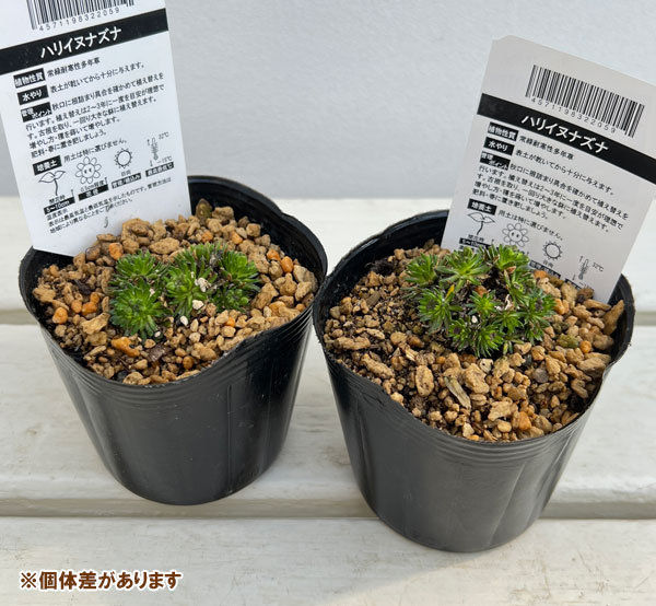 ナズナ：ハリイヌナズナ3号ポット