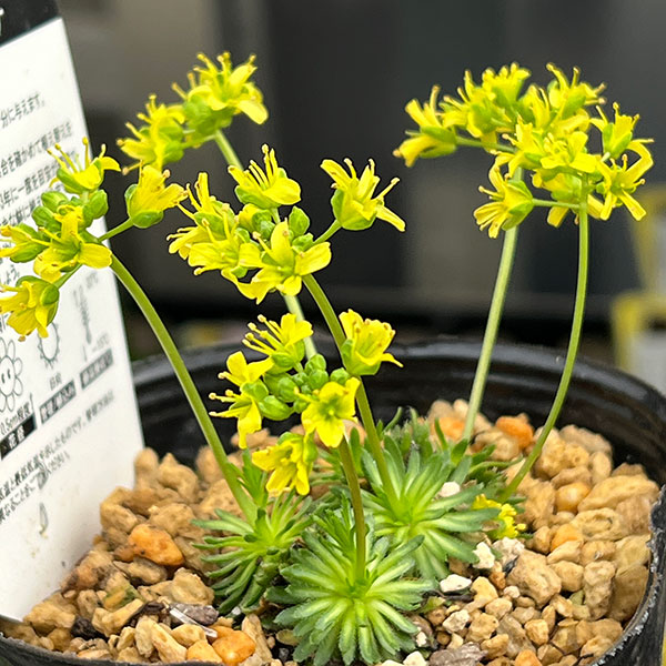 ナズナ:ハリイヌナズナ3号ポット