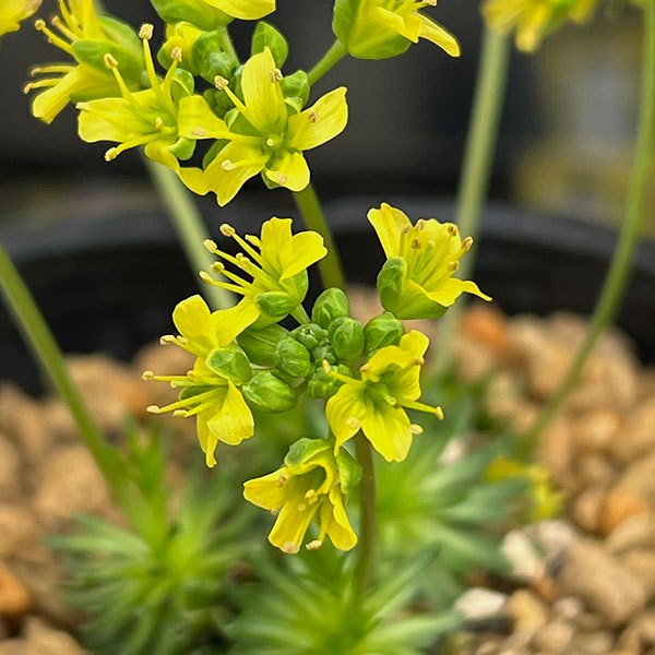 ナズナ:ハリイヌナズナ3号ポット