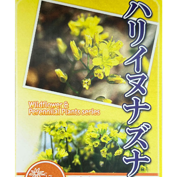 ナズナ:ハリイヌナズナ3号ポット